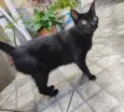 Safira