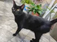 Safira