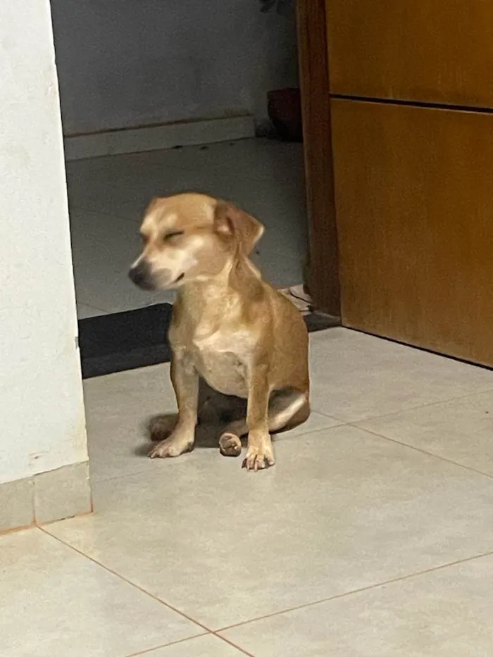 Cachorro ra a SRD-ViraLata idade 2 anos nome Mel