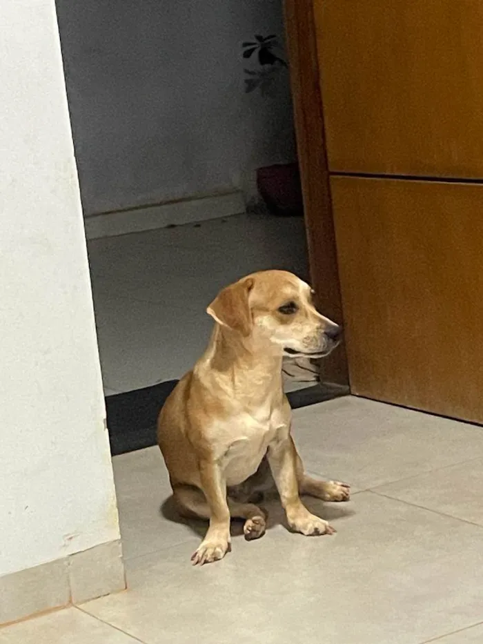 Cachorro ra a SRD-ViraLata idade 2 anos nome Mel