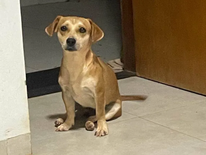 Cachorro ra a SRD-ViraLata idade 2 anos nome Mel