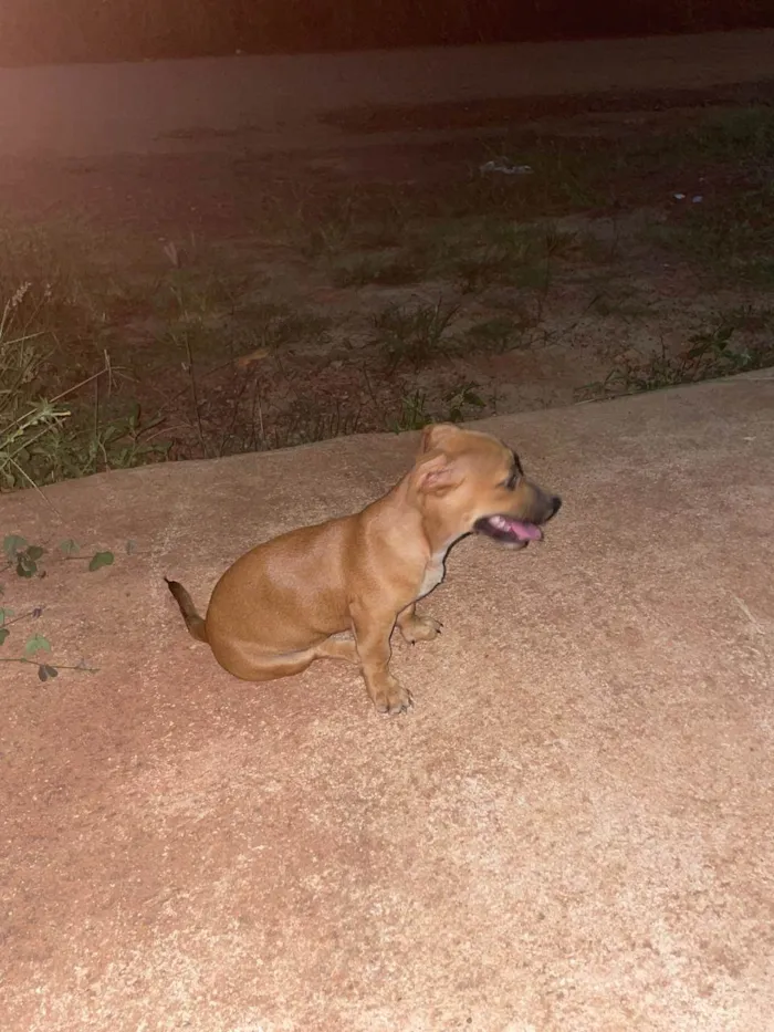 Cachorro ra a SRD-ViraLata idade 2 a 6 meses nome Mia