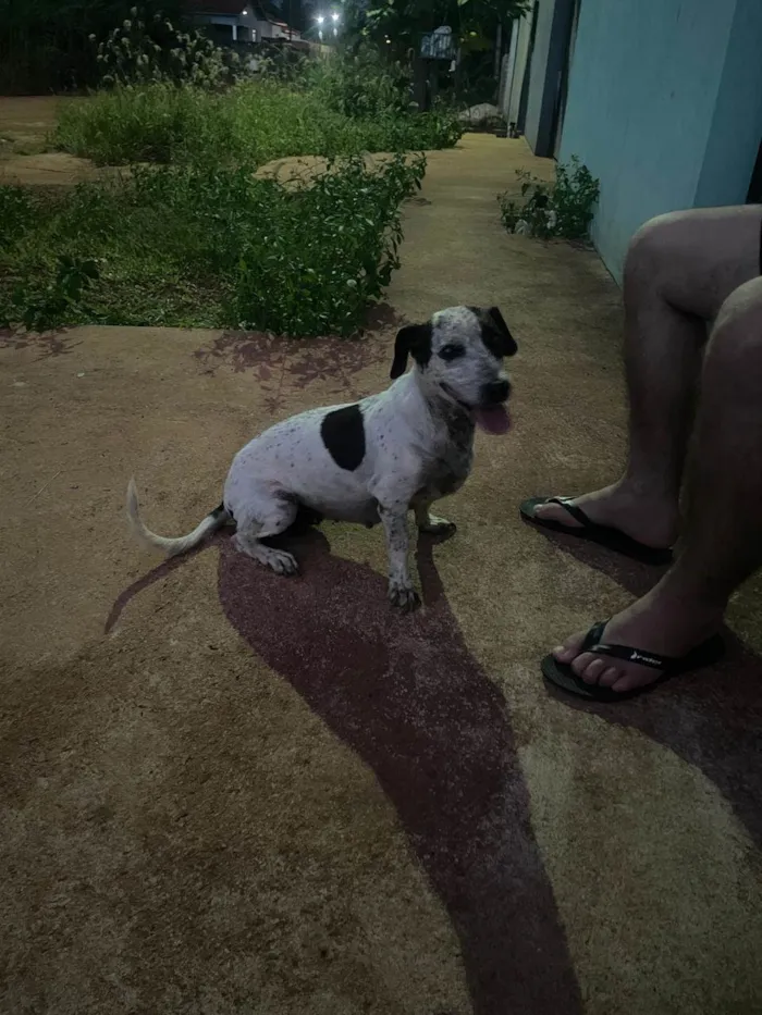 Cachorro ra a SRD-ViraLata idade 6 ou mais anos nome Lola