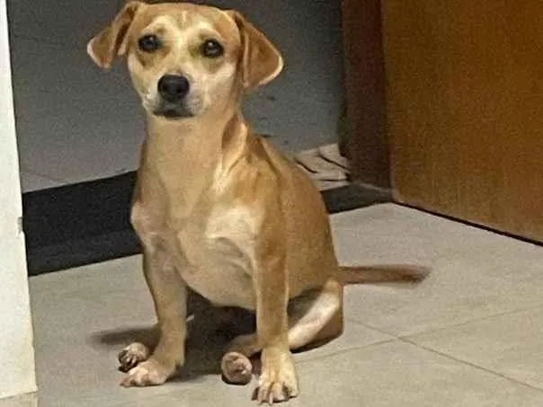 Cachorro ra a SRD-ViraLata idade 2 anos nome Mel