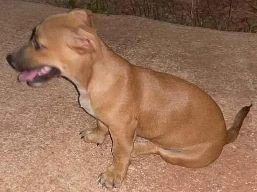 Cachorro ra a SRD-ViraLata idade 2 a 6 meses nome Mia