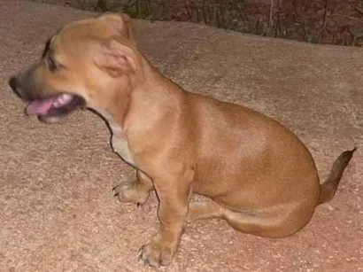 Cachorro raça SRD-ViraLata idade 2 a 6 meses nome Mia