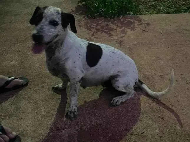 Cachorro ra a SRD-ViraLata idade 6 ou mais anos nome Lola