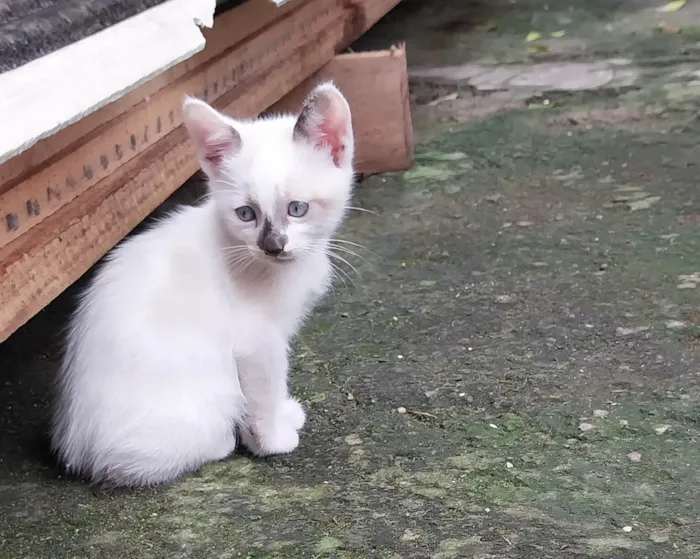 Gato ra a SRD-ViraLata idade Abaixo de 2 meses nome Reginaldo