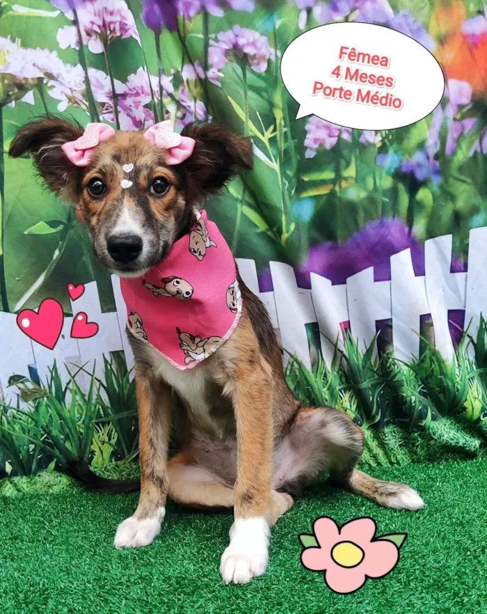 Cachorro ra a SRD-ViraLata idade 2 a 6 meses nome mavie
