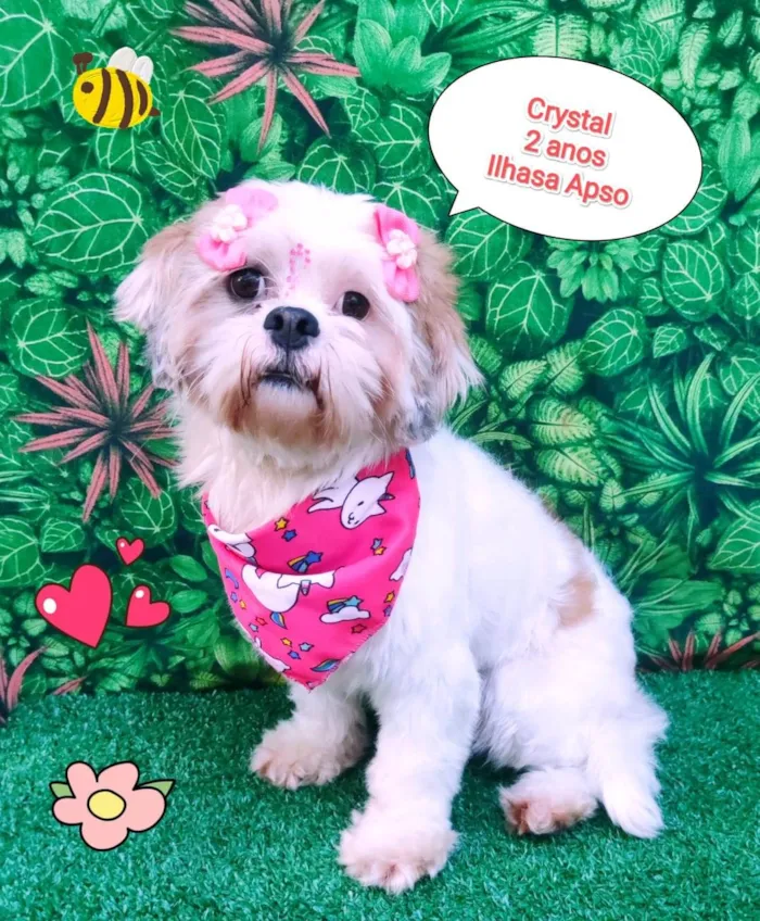 Cachorro ra a ilhasa apso  idade 2 anos nome crystal 