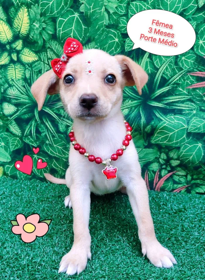 Cachorro ra a SRD-ViraLata idade 2 a 6 meses nome Roberta 