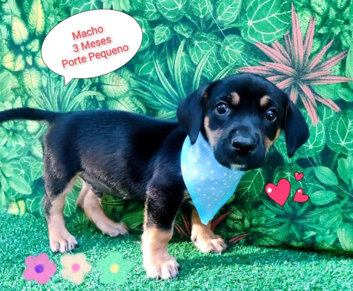 Cachorro ra a SRD-ViraLata idade 2 a 6 meses nome diego