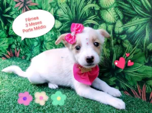 Cachorro raça SRD-ViraLata idade 2 a 6 meses nome lupita