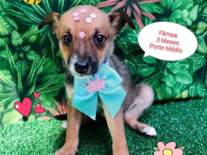 Cachorro raça SRD-ViraLata idade 2 a 6 meses nome Cristina Yang