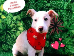 Cachorro raça SRD-ViraLata idade 2 a 6 meses nome Miguel 