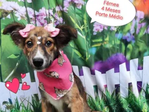 Cachorro raça SRD-ViraLata idade 2 a 6 meses nome mavie