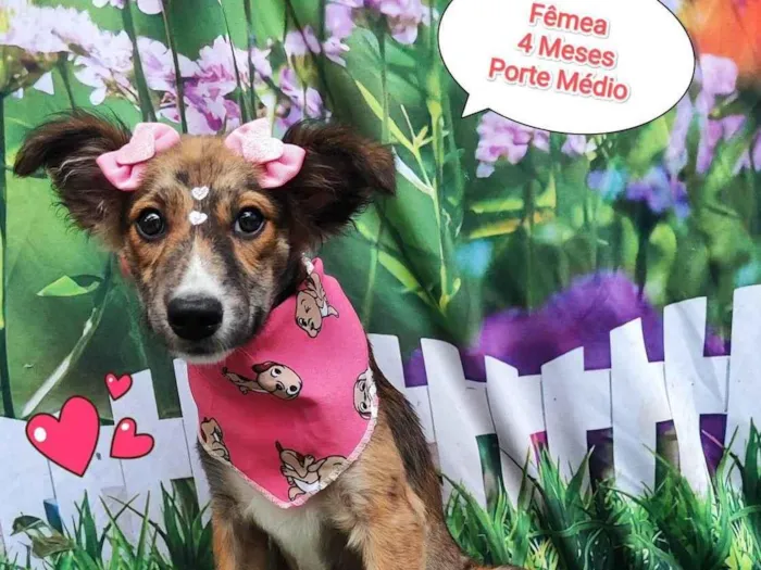 Cachorro ra a SRD-ViraLata idade 2 a 6 meses nome mavie