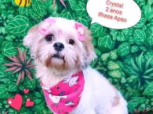 Cachorro raça ilhasa apso  idade 2 anos nome crystal 