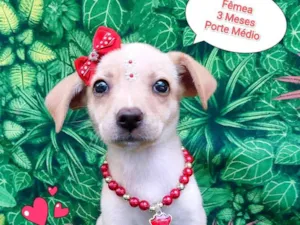 Cachorro raça SRD-ViraLata idade 2 a 6 meses nome Roberta 