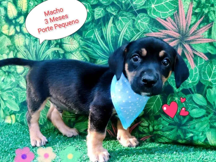 Cachorro ra a SRD-ViraLata idade 2 a 6 meses nome diego