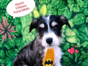 Cachorro raça SRD-ViraLata idade 2 a 6 meses nome Giovanni 