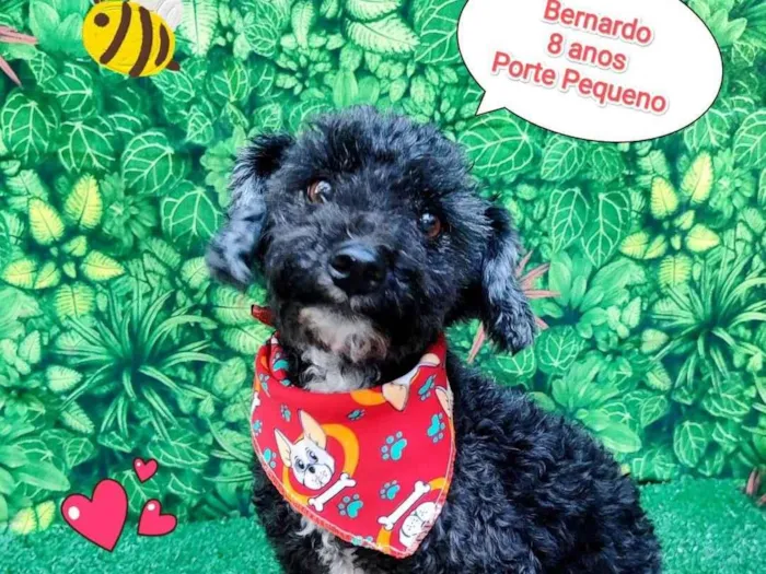 Cachorro ra a SRD-ViraLata idade 6 ou mais anos nome Bernardo 