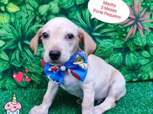 Cachorro raça SRD-ViraLata idade 2 a 6 meses nome Teodoro Ruiz