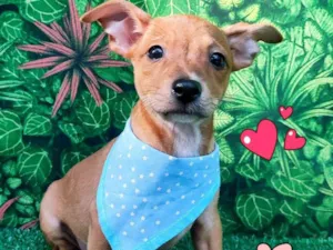 Cachorro raça SRD-ViraLata idade 2 a 6 meses nome Santos Echagüe