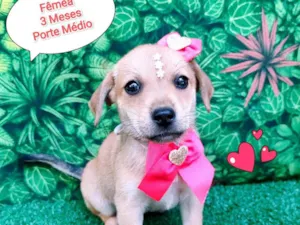 Cachorro raça SRD-ViraLata idade 2 a 6 meses nome Celina