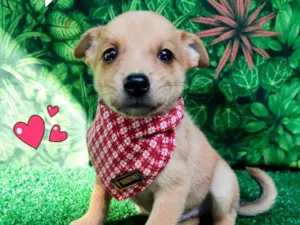 Cachorro raça SRD-ViraLata idade 2 a 6 meses nome Derek Shepherd
