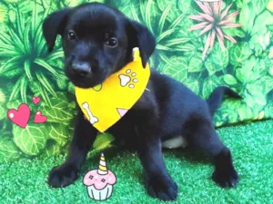Cachorro raça SRD-ViraLata idade 2 a 6 meses nome Richard Webber