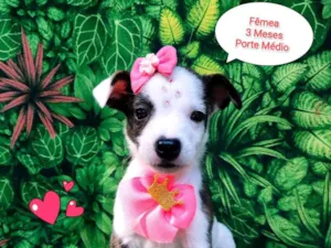 Cachorro raça SRD-ViraLata idade 2 a 6 meses nome Meredith Grey