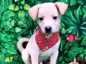 Cachorro raça SRD-ViraLata idade 2 a 6 meses nome Alex Karev