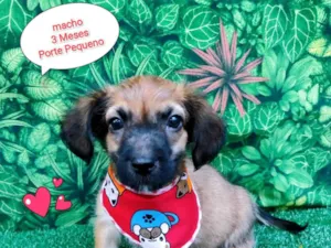 Cachorro raça SRD-ViraLata idade 2 a 6 meses nome Jackson Avery