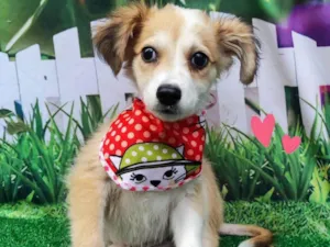 Cachorro raça SRD-ViraLata idade 2 a 6 meses nome HEY HEY