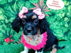 Cachorro raça SRD-ViraLata idade 2 a 6 meses nome Miranda Bailey