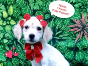Cachorro raça SRD-ViraLata idade 2 a 6 meses nome April Kepner