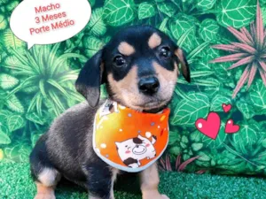 Cachorro raça SRD-ViraLata idade 2 a 6 meses nome Ben Warren