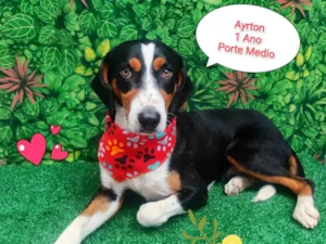 Cachorro raça SRD-ViraLata idade 1 ano nome Ayrton