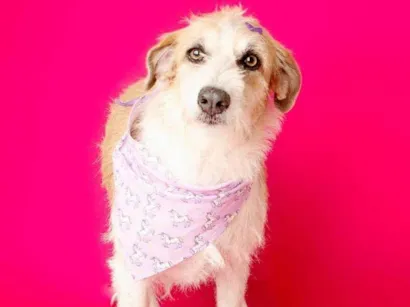 Cachorro raça SRD-ViraLata idade 2 anos nome Emy 