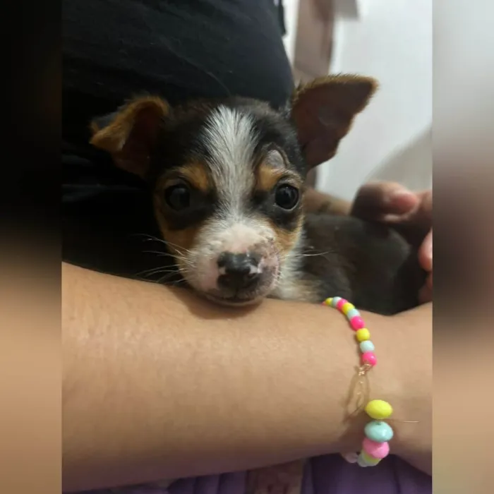 Cachorro ra a SRD-ViraLata idade 2 a 6 meses nome SEBASTIÃO