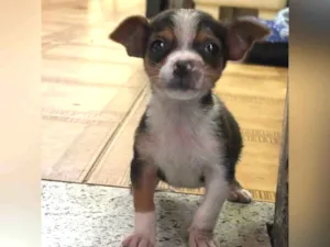 Cachorro raça SRD-ViraLata idade 2 a 6 meses nome SEBASTIÃO
