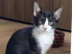 Gato raça Srd idade 2 a 6 meses nome Filhotes 