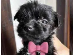 Cachorro raça SRD-ViraLata idade Abaixo de 2 meses nome Filhotes 