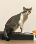 Bombom / Laka / Oreo