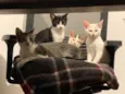 Bombom / Laka / Oreo