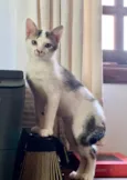 Bombom / Laka / Oreo