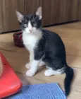Bombom / Laka / Oreo