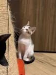 Bombom / Laka / Oreo