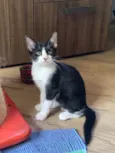 Bombom / Laka / Oreo